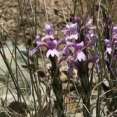 Striga bilabiata bilabiata