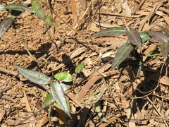 Trachelospermum jasminoides