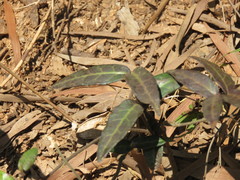 Trachelospermum jasminoides