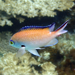 Norfolk Chromis photo 3
