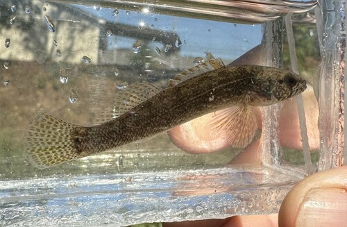 Blackfin darter (Etheostoma nigripinne) — Percidae — 5