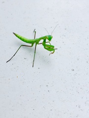 Mantis religiosa