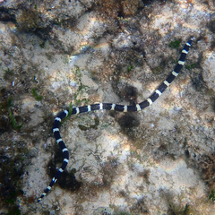 Saddled Snake-Eel photo 5