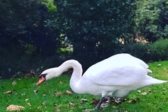 Cygnus olor