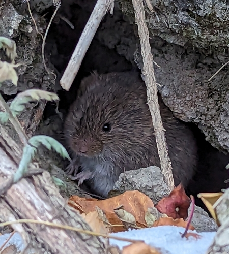 Meadow Vole