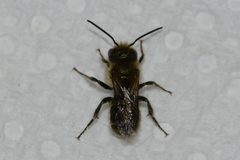 Osmia georgica