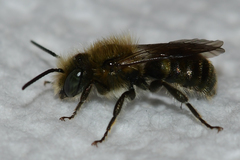 Osmia georgica