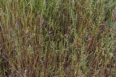 Festuca microstachys
