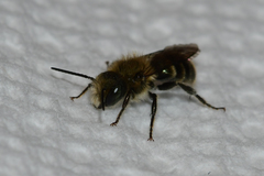 Osmia georgica
