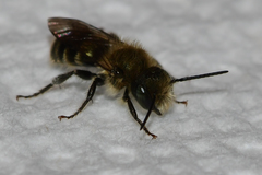 Osmia georgica