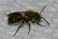 Osmia georgica