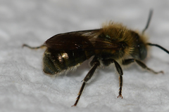 Osmia georgica