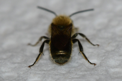 Osmia georgica