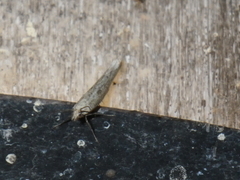 Isophrictis striatella