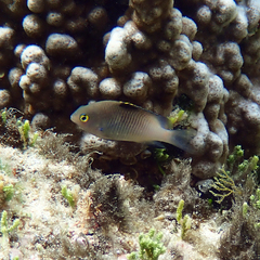 Pacific Gregory photo 2