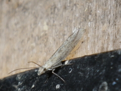 Isophrictis striatella