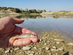 Stone Gudgeon photo 2