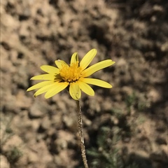 Ursinia montana