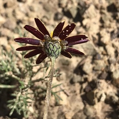Ursinia montana