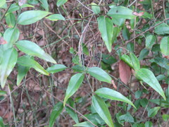 Jasminum nervosum