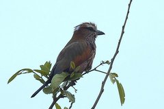 Coracias naevius mosambicus