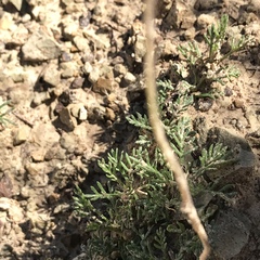 Ursinia montana
