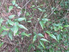 Jasminum nervosum
