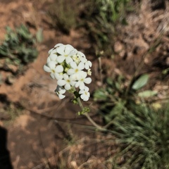 Manulea buchneroides