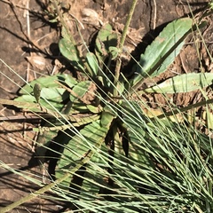 Manulea buchneroides