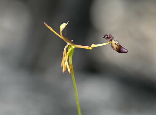 Late Hammer Orchid (Drakaea confluens)