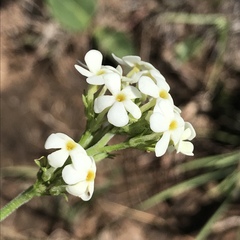Manulea buchneroides