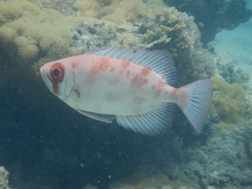 Bloch's bigeye (Priacanthus blochii) — Priacanthidae