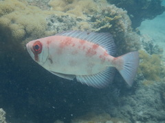 Silver Big-Eye photo 2
