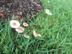 Leucoagaricus meleagris