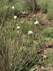Manulea buchneroides