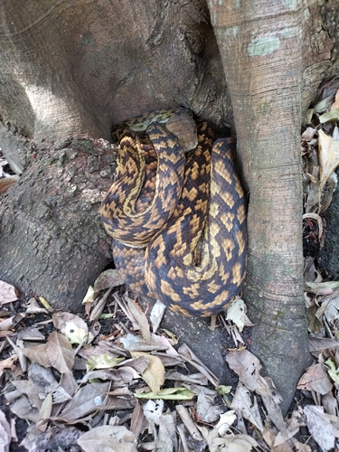 Australian Scrub Python sighting
