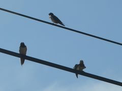 Hirundo rustica