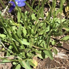 Lobelia flaccida