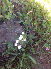 Leptosiphon parviflorus