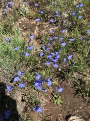 Lobelia flaccida