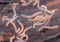 Gosodesmus claremontus