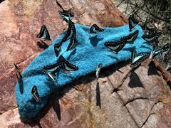 Graphium eurypylus nyctimus