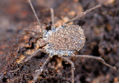 Ortholasma rugosum
