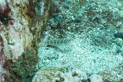 Redbanded Grubfish photo 2