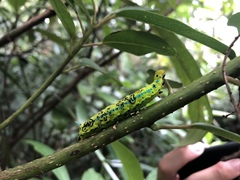 Macroglossum passalus
