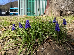 Muscari