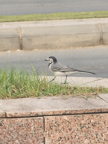 White Wagtail
