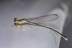 Argentagrion ambiguum