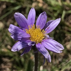 Afroaster hispidus