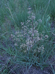 Trinia multicaulis